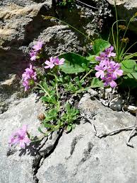 Image result for Leberbalsam