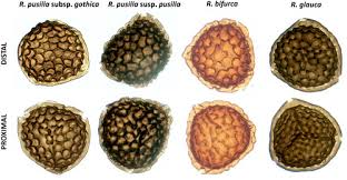 Attēlu rezultāti vaicājumam “Riccia bifurca”