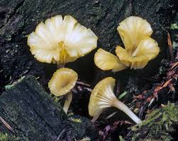 Attēlu rezultāti vaicājumam “Lichenomphalia umbellifera”