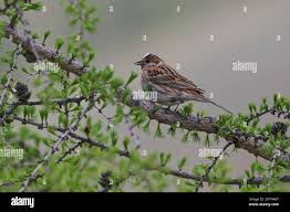 Image result for Emberiza leucocephalos