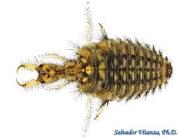 Attēlu rezultāti vaicājumam “Mellicta athalia larva”