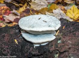 Attēlu rezultāti vaicājumam “Postia caesia”