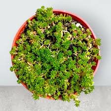 Image result for Sedum acre