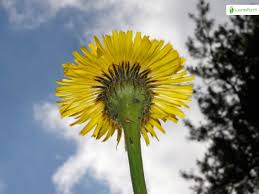 Attēlu rezultāti vaicājumam “Hypochaeris maculata flower”