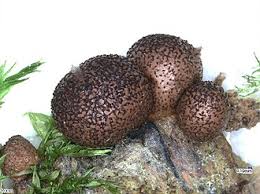 Attēlu rezultāti vaicājumam “Lycogala roseosporum”