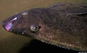 Image result for Hippoglossus hippoglossus