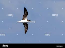 Image result for Pterodroma feae