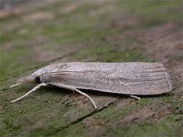 Attēlu rezultāti vaicājumam “Calamotropha paludella”