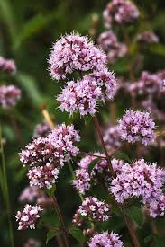 Attēlu rezultāti vaicājumam “Origanum vulgare leaf”