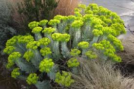 Attēlu rezultāti vaicājumam “Euphorbiaceae”