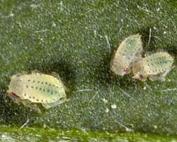 Attēlu rezultāti vaicājumam “Melilotus wolgicus”