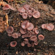 Attēlu rezultāti vaicājumam “Ascocoryne cylichnium”