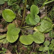 Attēlu rezultāti vaicājumam “Pyrola rotundifolia leaf”