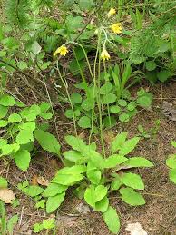 Attēlu rezultāti vaicājumam “Hieracium murorum leaf”