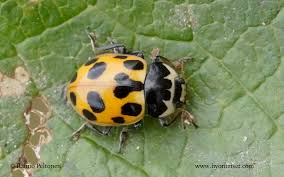 Attēlu rezultāti vaicājumam “Hippodamia notata”