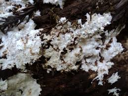 Attēlu rezultāti vaicājumam “Porotheleum fimbriatum”