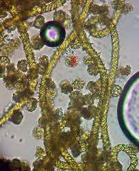 Attēlu rezultāti vaicājumam “Hemitrichia sordivesiculosa sessile”