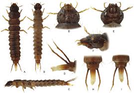 Attēlu rezultāti vaicājumam “Leiodidae larva”