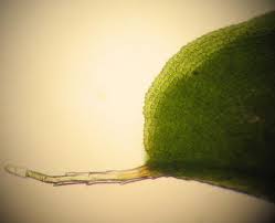 Attēlu rezultāti vaicājumam “Syntrichia virescens”