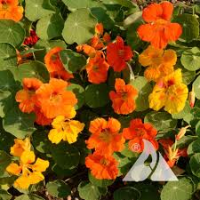 Attēlu rezultāti vaicājumam “Tropaeolum majus flower”