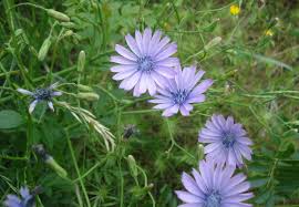 Image result for Cichorium intybus