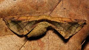 Attēlu rezultāti vaicājumam “Endromidae”