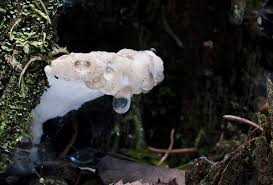 Attēlu rezultāti vaicājumam “Postia guttulata”