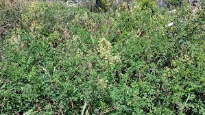 Attēlu rezultāti vaicājumam “Thalictrum minus”