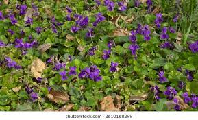 Attēlu rezultāti vaicājumam “Viola hirta”