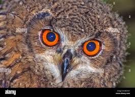 Attēlu rezultāti vaicājumam “Strigiformes”