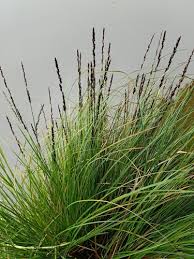 Attēlu rezultāti vaicājumam “Carex appropinquata leaf”