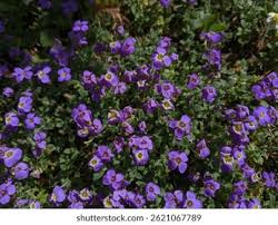 Attēlu rezultāti vaicājumam “Aubrieta deltoidea flower”