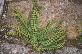 Attēlu rezultāti vaicājumam “Asplenium trichomanes”