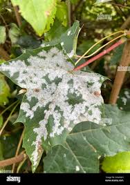 Attēlu rezultāti vaicājumam “Sawadaea tulasnei”