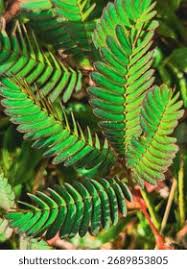 Image result for pohon semalu images