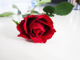 Image result for Red Rose Cc