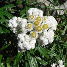 Attēlu rezultāti vaicājumam “Anaphalis margaritacea flower”