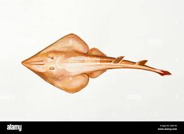 Image result for Rhinobatos rhinobatos