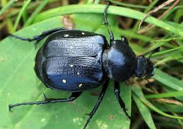 Attēlu rezultāti vaicājumam “Gnorimus variabilis”