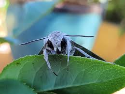 Attēlu rezultāti vaicājumam “Agrius convolvuli”