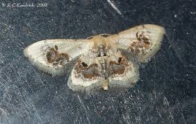 Attēlu rezultāti vaicājumam “Idaea emarginata”