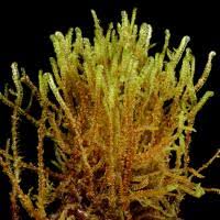 Attēlu rezultāti vaicājumam “Hamatocaulis vernicosus”