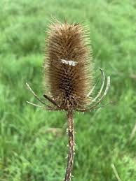 Attēlu rezultāti vaicājumam “Dipsacus fullonum fruit”