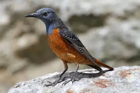 Image result for Monticola saxatilis