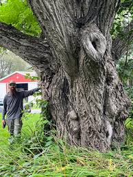 Attēlu rezultāti vaicājumam “Juglans cinerea”