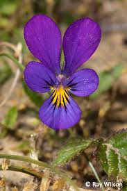 Attēlu rezultāti vaicājumam “Viola tricolor subsp. curtisii flower”