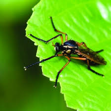 Attēlu rezultāti vaicājumam “Shargacucullia scrophulariae”