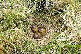 Attēlu rezultāti vaicājumam “Gallinago gallinago eggs”