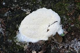 Attēlu rezultāti vaicājumam “Fuligo septica var. flava”