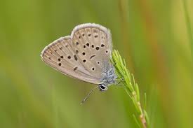 Attēlu rezultāti vaicājumam “Maculinea alcon upperside”